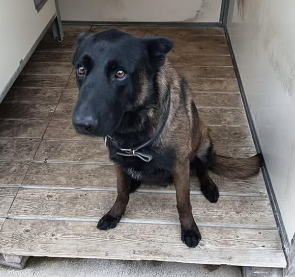 法甲赛场泪别英雄！警犬执勤中倒下，警队：它守护到最后一口气